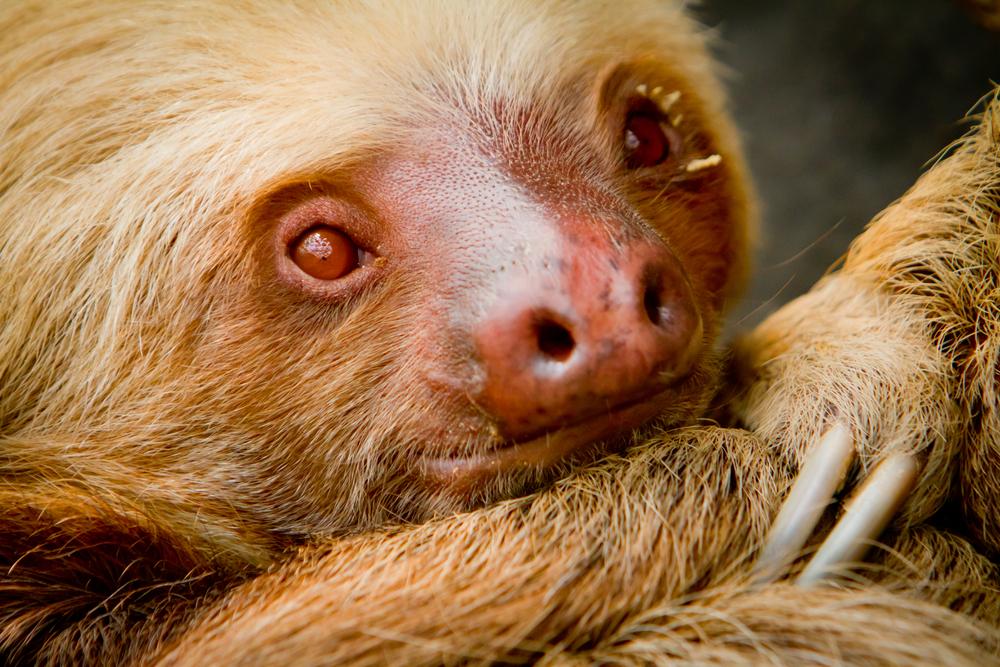 Picture of sloth up close Ecuador