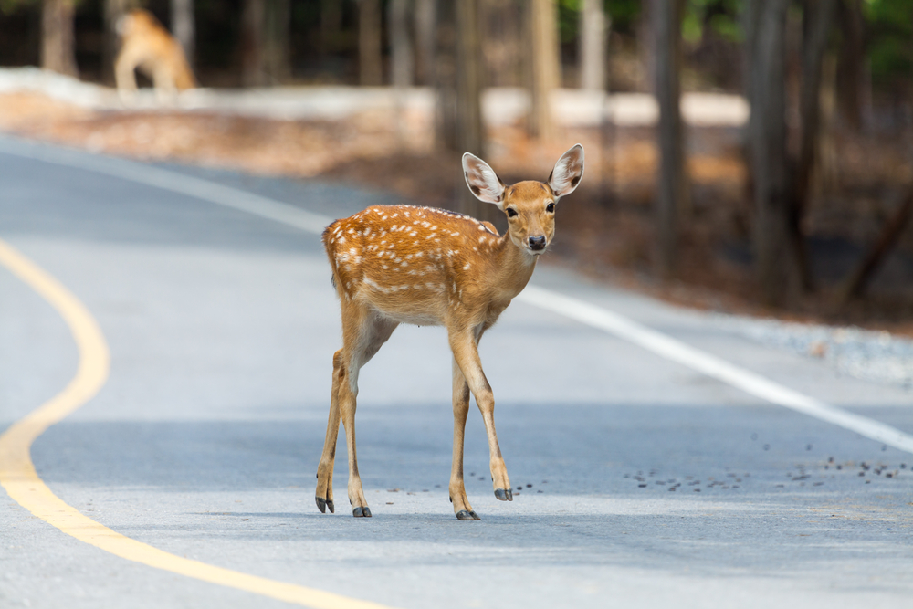 White Tailed Baby Deer Crossing Road with deer in background coming from forest White Tailed Baby Deer Crossing Road with deer in background coming from forest
