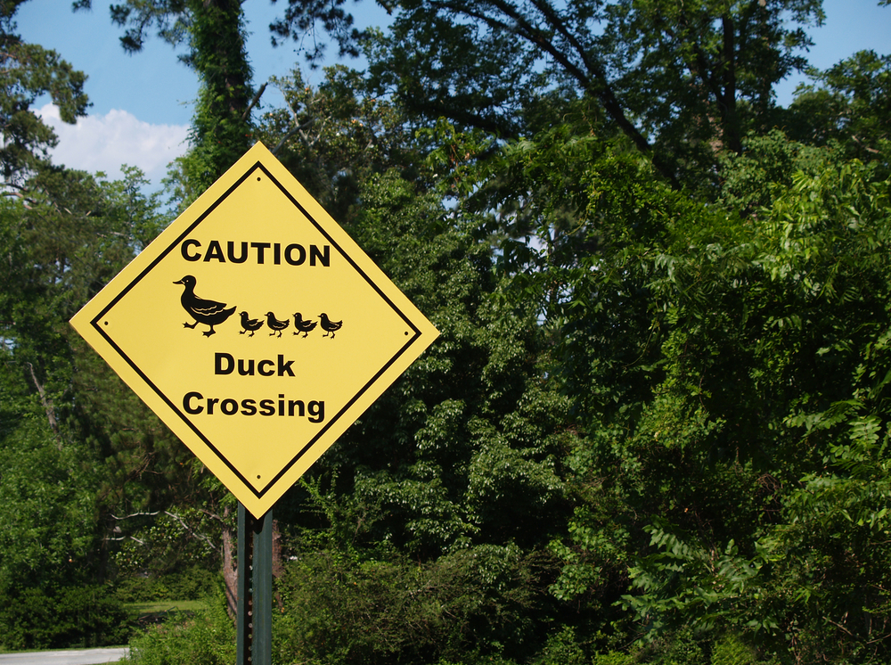 Caution Duck Crossing Sign on road winding around beautiful trees with white cloud in blue sky